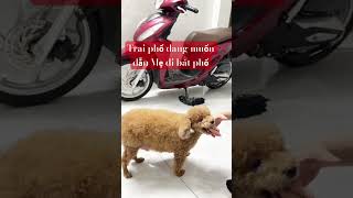 Con thạo phố xá lắm ạ #poodle #bjn #pets #quietlife #cutedog #đặng #thucung