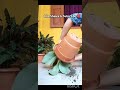 peacock ginger plant repotting trendingshorts ytshorts viralshort greenplants rainyseasonplant