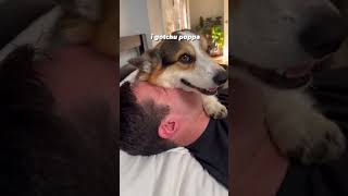 Corgi protects his dad from the tickle monster #corgi #pets