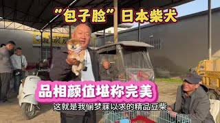 这是亮哥一眼看上的狗，“包子脸”日本柴犬，品相颜值堪称完美