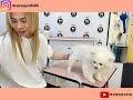 來一隻手剪博美犬吧 dog grooming 夢想寵物美容105