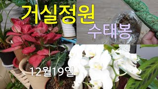 [환희사랑 VLOG]베란다에서 거실로 들이기도하고/필로덴드론  당근마켓에서  몇개 들이기도 했어요/거실  공기정화식물