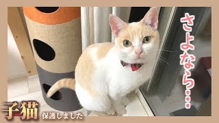 【超絶悲報】猫達3匹が全員脱走してしまいました