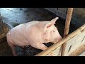 อาบน้ำหมูขุน...... pig farm animal farm คนเลี้ยงหมู