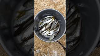 천안 북면계곡 파리낚시로 잡은 피라미(피래미) Fish caught by fly fishing. I