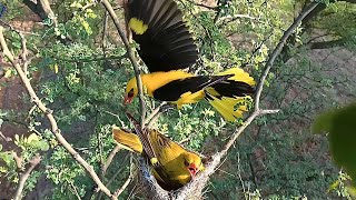 Eurasian golden oriole bird looking at the camera @AnimalsandBirds107