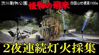 ついに怪物が飛来！！！２夜連続で灯火採集を決行したらすごいの飛んできた！