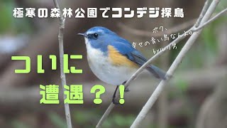 #100【11種登場】大寒波の日に探鳥したら、念願のルリビタキとミヤマホオジロがいた！！！