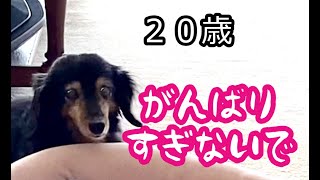 ももとの日々＃270 頑張り過ぎる20歳シニア犬を心配するおかあさん