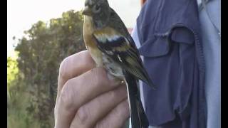 Brambling in the hand