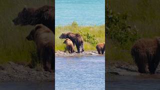 Bear splashing off Water #shorts #bears #katmai #nationalpark #happiness #alaska #usa #wildlife #fyp