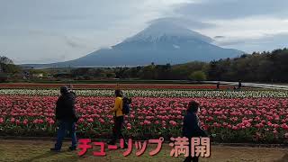 G.W. 山中湖  花の都公園 富士山とチューリップ  2023年4月29日撮影