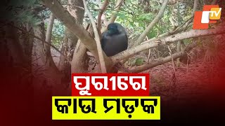 After Chickens, Crows Found Dead in Large Numbers in Krushnaprasad