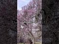 Why Don't the Flowers? (Lyric Video) - Jesse Childress