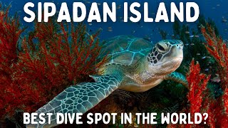 SIPADAN ISLAND - THE BEST DIVE SPOT IN THE WORLD? 🐢