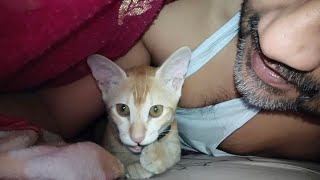 আমাদের যখন ঘুম ভাঙ্গে.. #ninacat #cat #catlover #বিড়ালের_ভিডিও