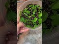 how to grow more mint from store bought mint