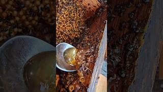 Honey Extraction | ചെറുതേനീച്ച കൂട്ടിൽ നിന്നും തേനെടുക്കുന്നത് കാണാം  #honey #extraction#beekeeping