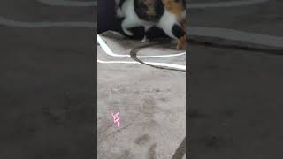 【コタツ猫】コタツの中に行ったり来たり覗いてる姿がかわいい三毛猫。　#保護猫