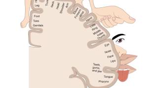 Cortical Homunculus - Your motor and sensory map