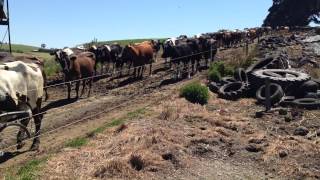 Milkers in for their afternoon shift - Poowong