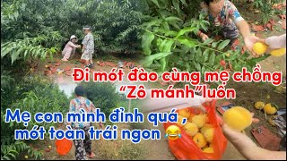 390/Đi mót đào cùng mẹ chồng “zô mánh” luôn, Mẹ con mình đỉnh quá, mót toàn trái ngon