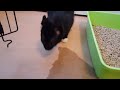 jack vomiting a huge amount of food. don t worry he s fine please subscribe for cute cat videos