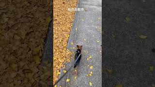 秋のお散歩🦮 #ヨーキー #dog #ヨークシャテリア #小型犬 #癒し動画 #犬