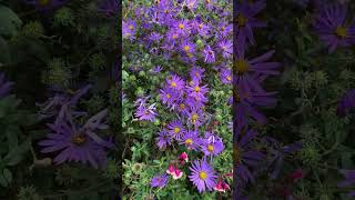 Symphyotrichum grandiflorus 'Biscoe Belle' - Fall Native Aster  #nativeplants #perennials