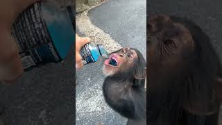 Monkey loves powerade! #shorts #monkey