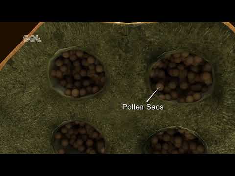 What is a pollen made of?