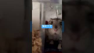 飼い主が呼ぶと寄ってくるハムスター   #ハムスター