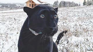 Luna the panther is not happy with winter 🙄 (ENG SUB)