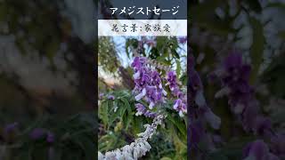 【路傍の花】293/アメジストセージ　#shorts #ショート #雑学＃癒し#ヒーリング