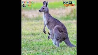 ক্যাংগারু কেন বাচ্চা বহন করে ? - Life of Kangaroo