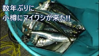 【夜釣り】2022 8 6小樽でマイワシ　サバ釣り＃サビキ釣り＃マイワシ＃サバ