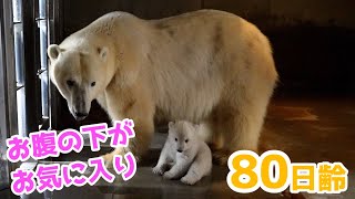 【ホッキョクグマ】困ったらお母さんのそばに行く赤ちゃん【80日齢】Polar Bear Baby Growth Record(Day 80)