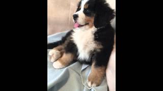 Sleepy Bernese Mountain Dog Puppy