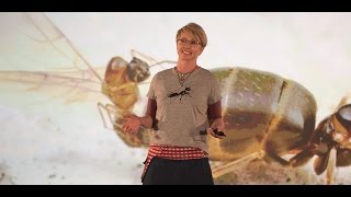 How Invasive Ants Dominate Ecosystems | Dr Kirsti Abbott | TEDxSydneySalon
