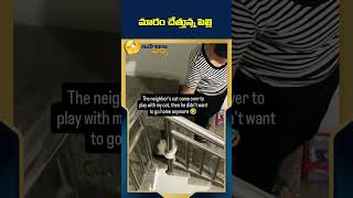 మారం చేత్తున్న పిల్లి  #funnyshorts #funnyvideo #idendiramaccha