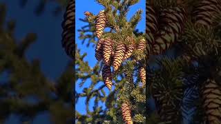 conifer cone tree || best beautiful nature video #youtubeshorts