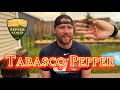 Tabasco Pepper Review