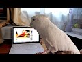 ソロモンオウムたろちゃん　鳥さんの動画を見せてみた cockatoo watching video