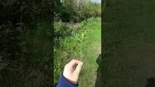 Joe tells us about 'Common Vetch'