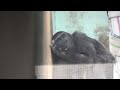 【gorilla】 ゴリラ（ニシゴリラ）のモモタロウ一家・vol.53　momotaro family of western gorilla vol.53 in kyoto city zoo【ゴリラ】