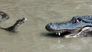 Crocodile Attacked the Snake!Crocodile attacks on wild Animals ||JMF 2.0