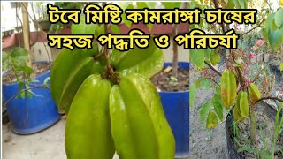 টবে মিষ্টি কামরাঙ্গা চাষের সহজ পদ্ধতি ও পরিচর্যা