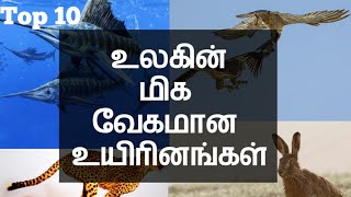 உலகின் மிக வேகமான உயிரினங்கள் Top 10 fastest animals in the world