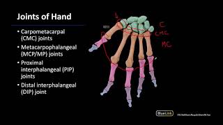 Joints - M1 Dissection Supplement