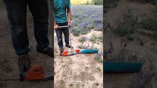 Harvesting lavender with a motorized tool- Good tools and machinery can increase work efficiency